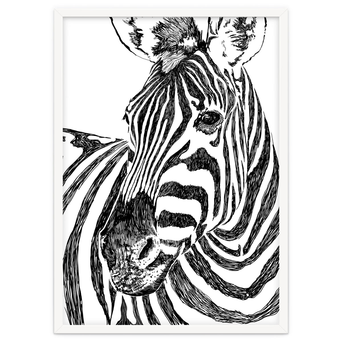 Zebra