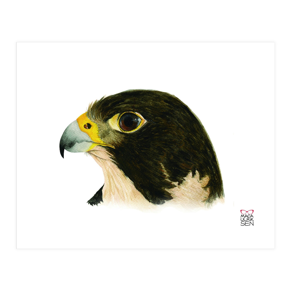 Peregrine falcon (Print Only)