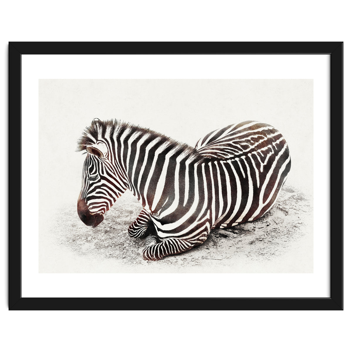 Zebra