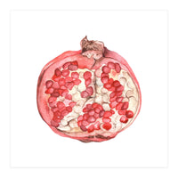 Pomegranate (Print Only)