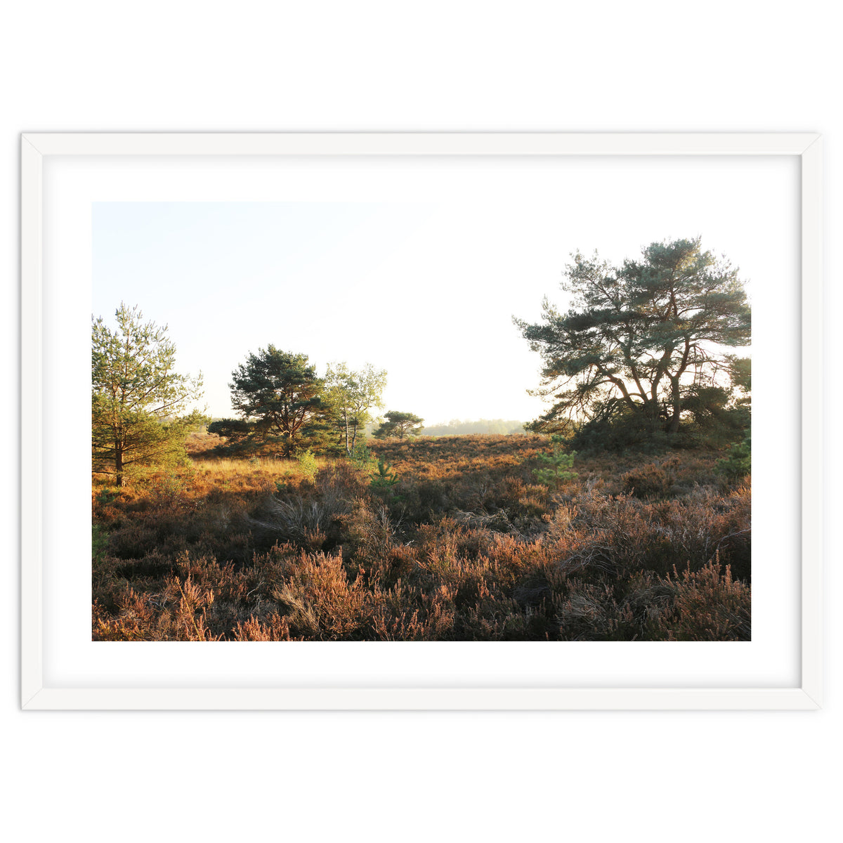 Heath landscape