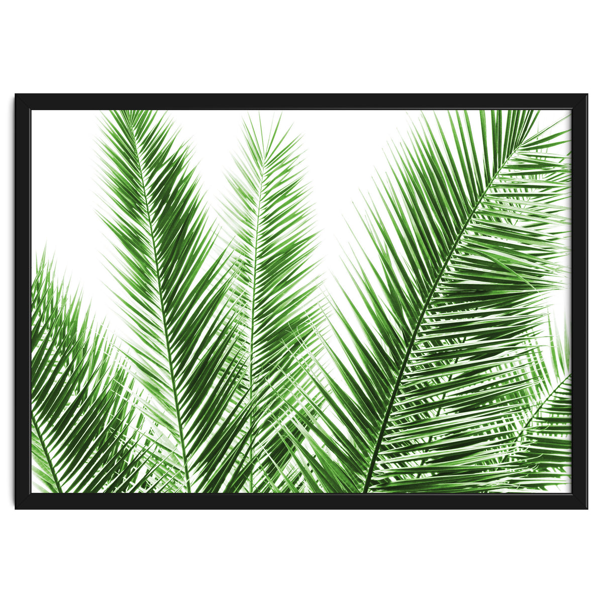 Palm Leaves