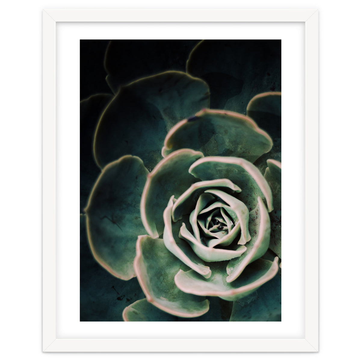 Darkside Of Succulents 4-D