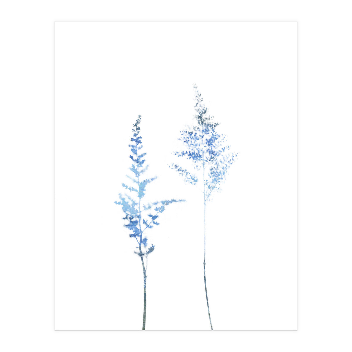 Blue Astilbe (Print Only)