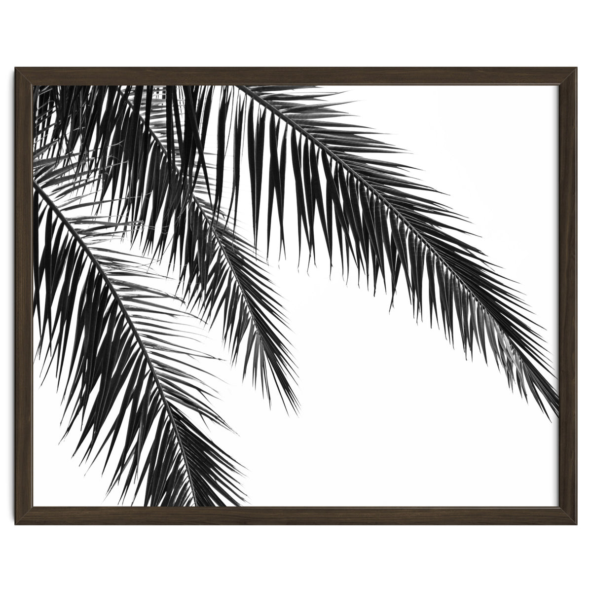 Palm Leaves