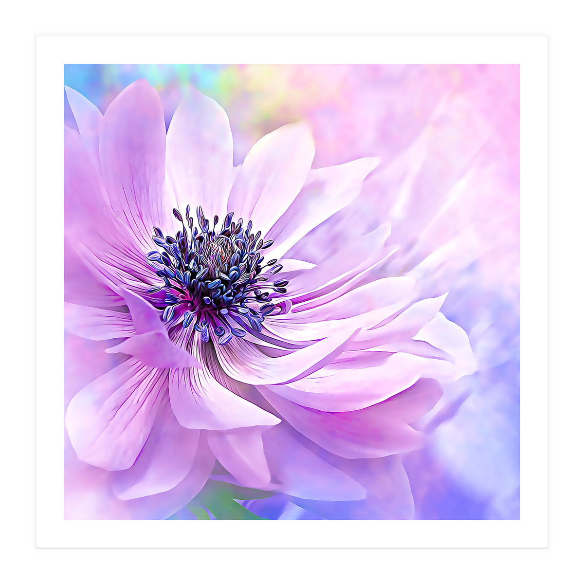 Wispy Purple Anemone (Print Only)