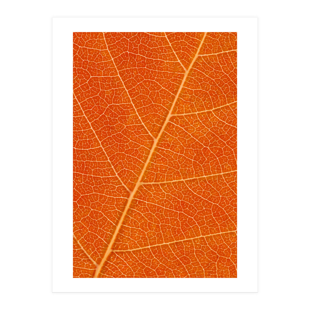 Autumn Leaf (Print Only)