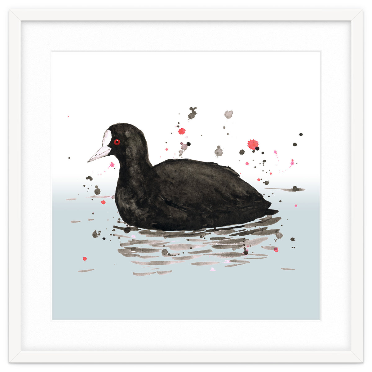 Common coot
