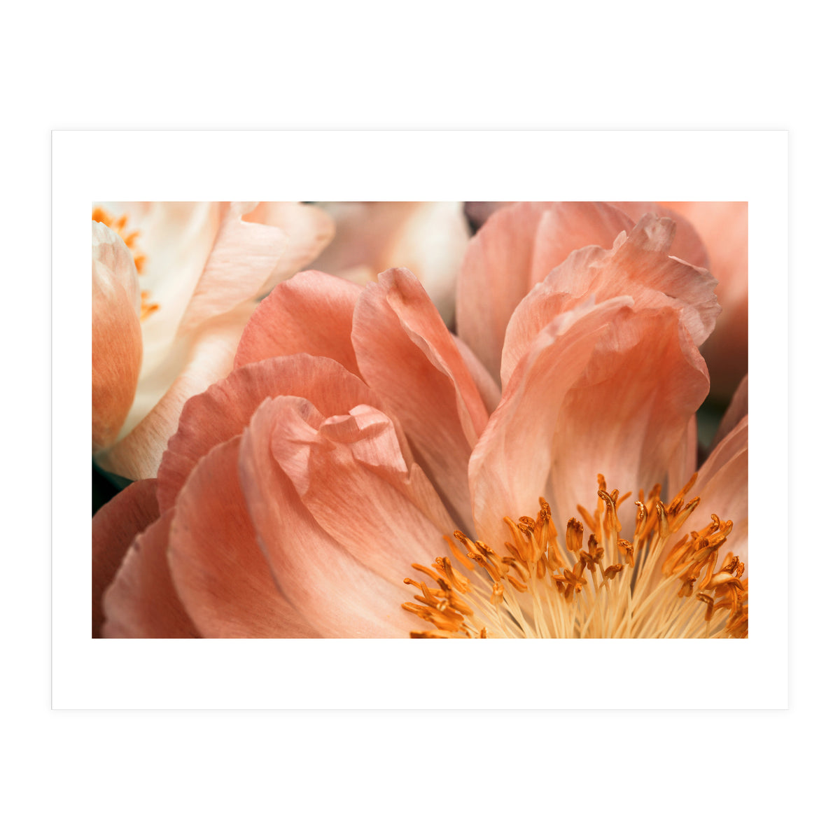 Coral Charm #1 (Print Only)