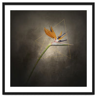 Graceful flower - Strelitzia | vintage style