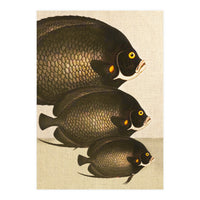 Fish Classic Designs 11 (Print Only)