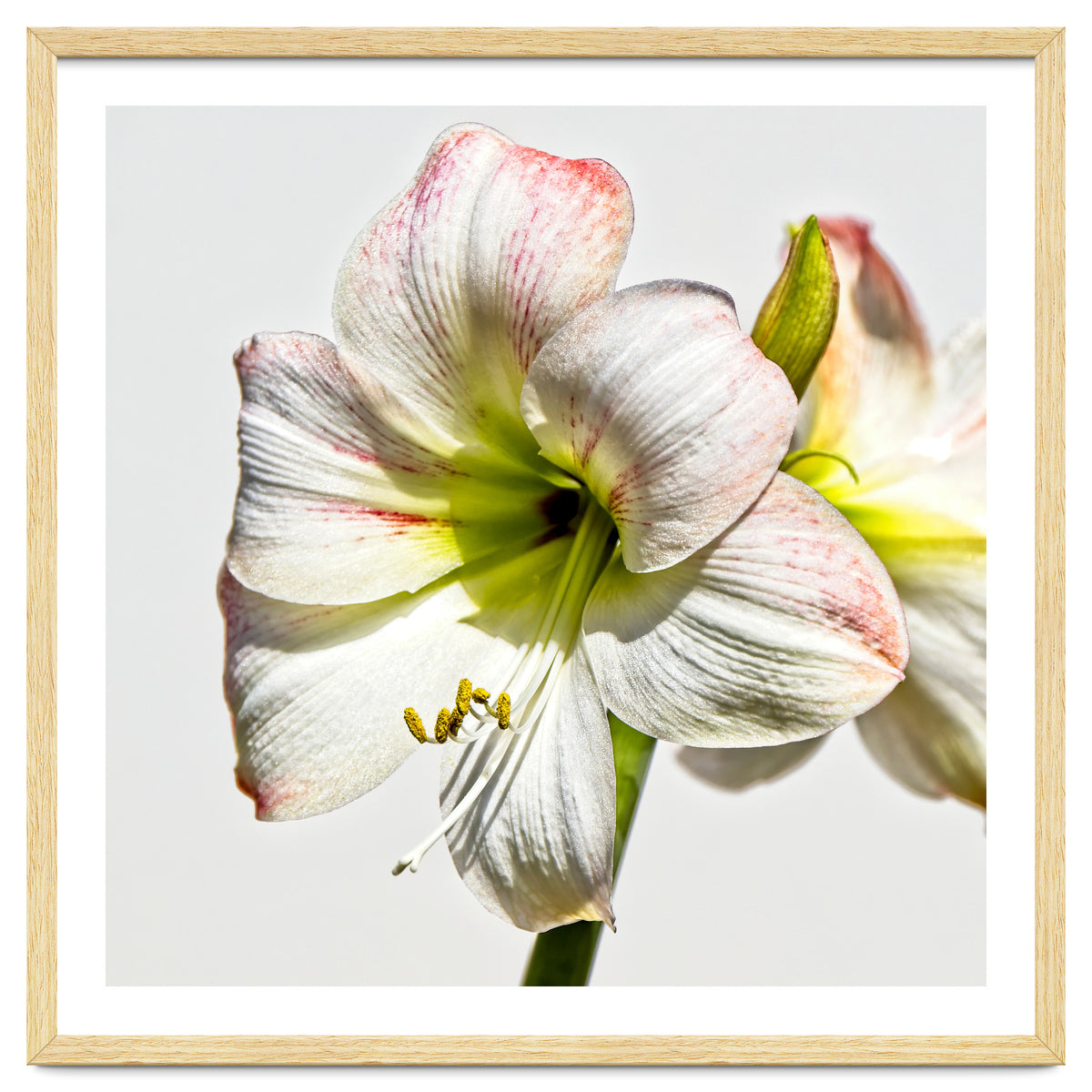 Amaryllis 1