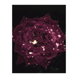Shining Red Rose (Print Only) thumbnail