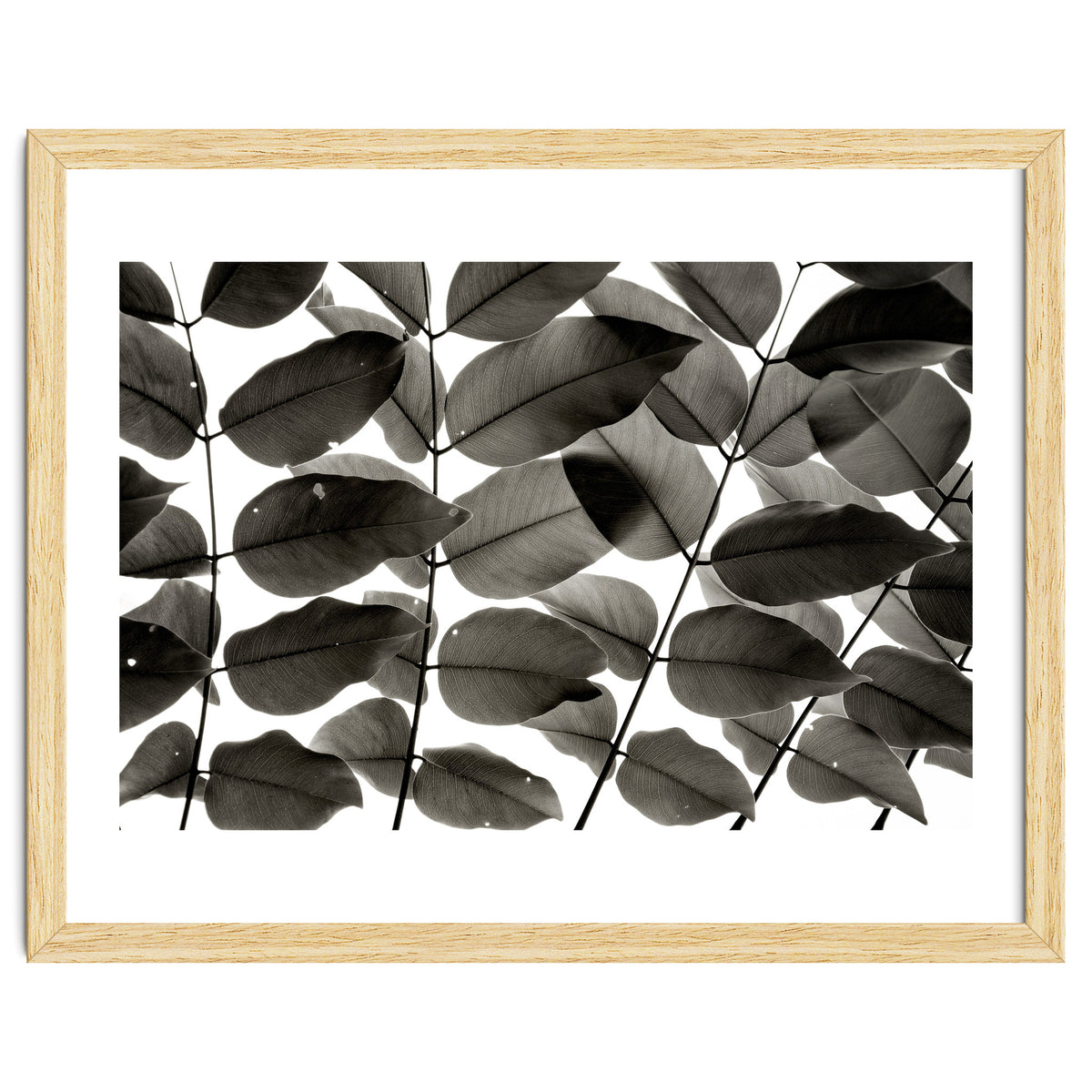 Branches and Leaves I