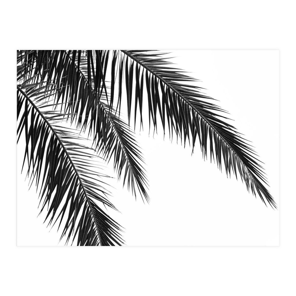 Palm Leaves (Print Only)