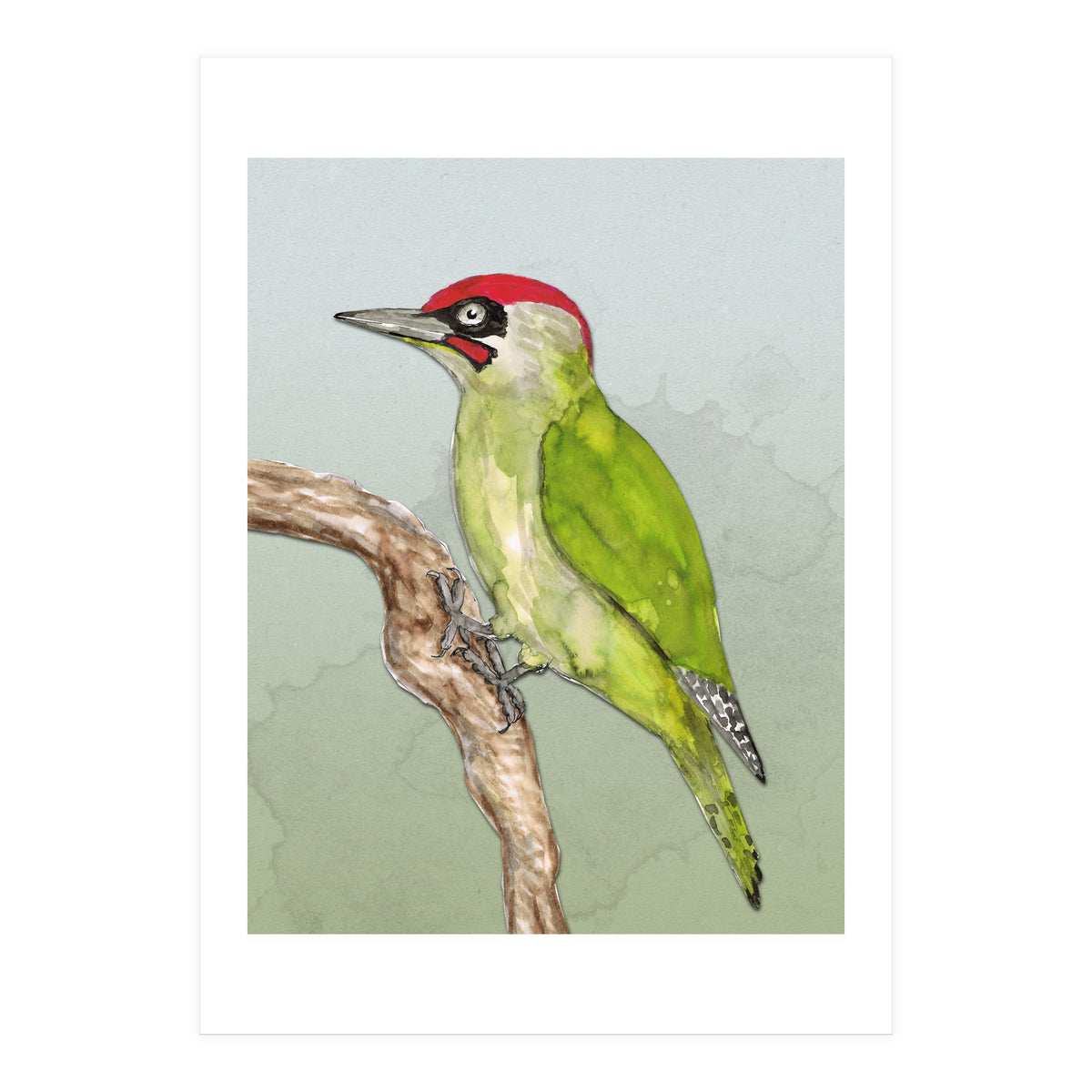 Green woodpecker (Print Only)