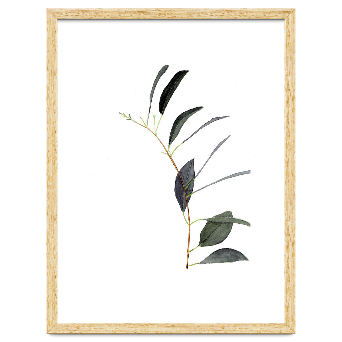 Untitled #14 - Eucalyptus