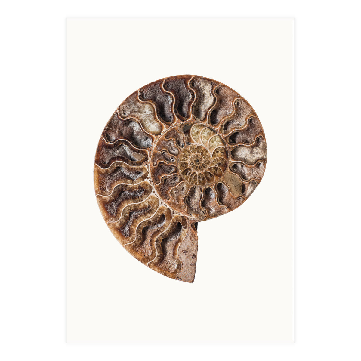 Cc Shell 05 (Print Only)