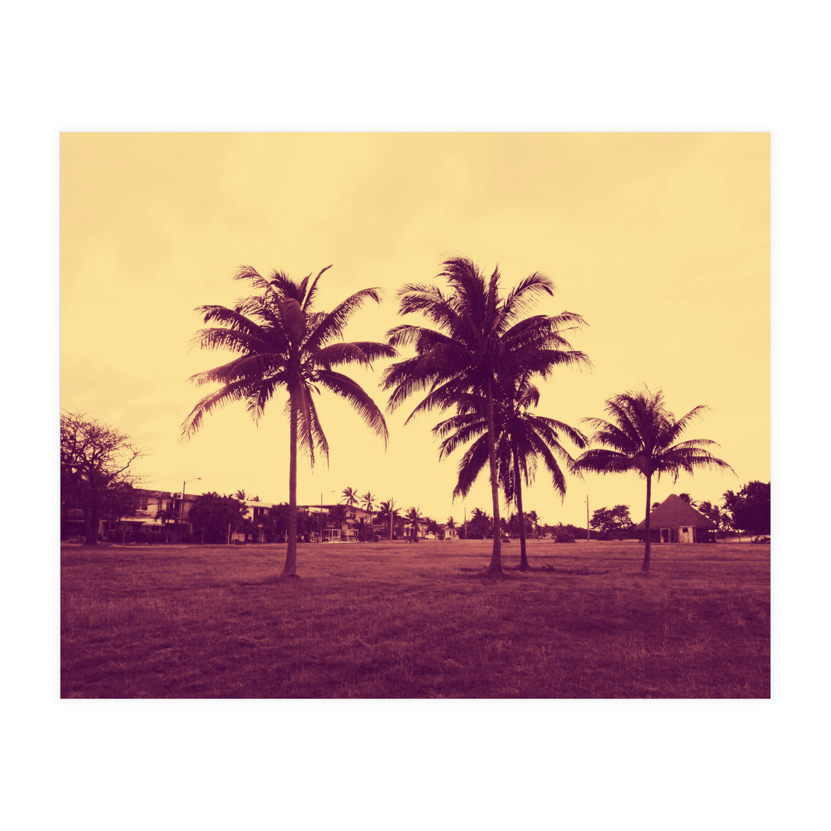 Palm Trees (Print Only)