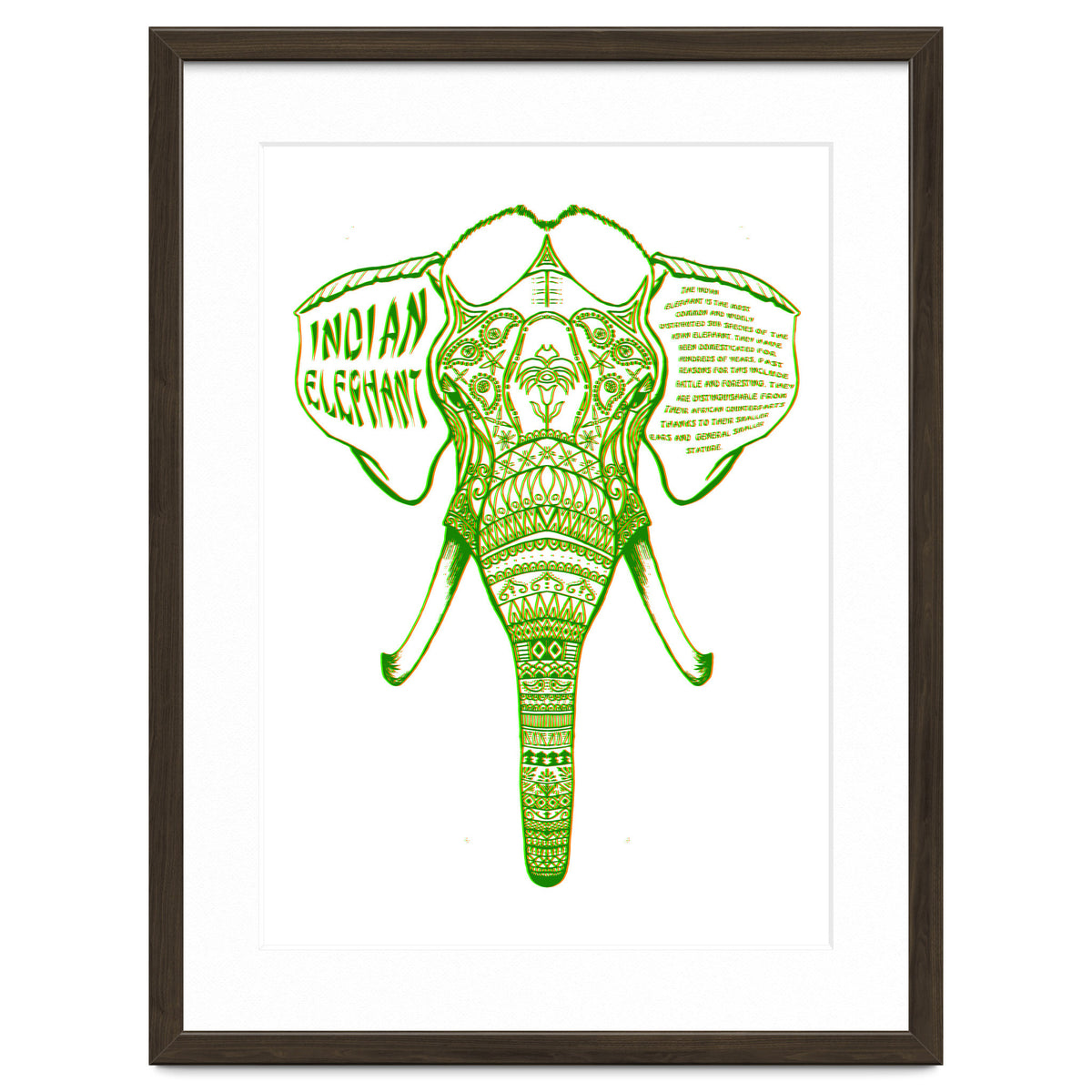 Indian Elephant