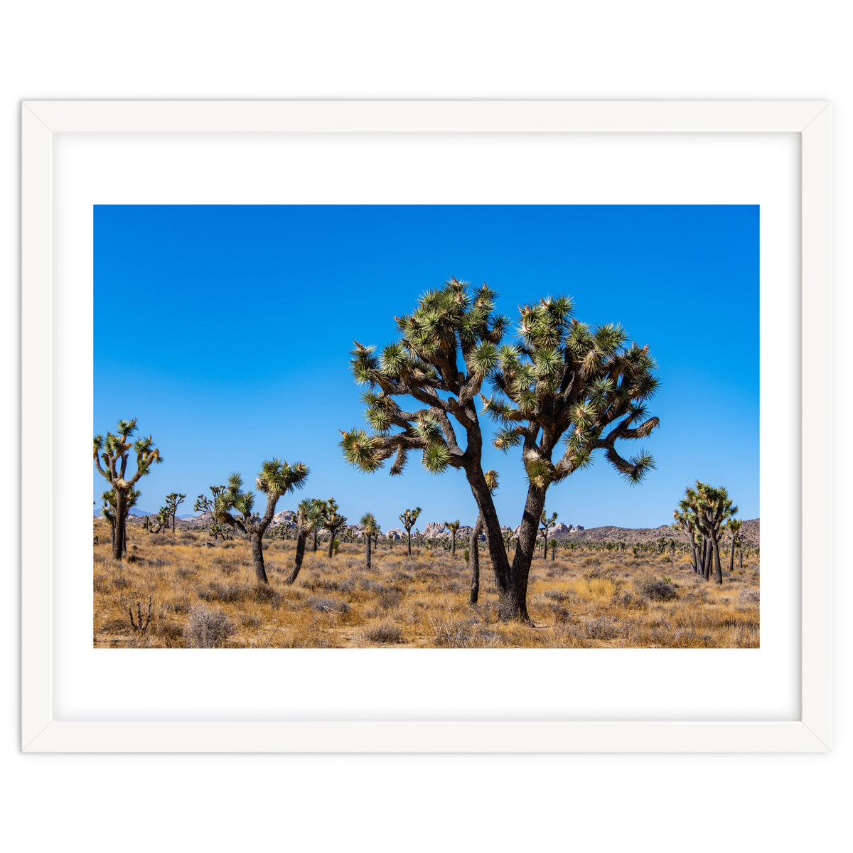 Joshua Trees