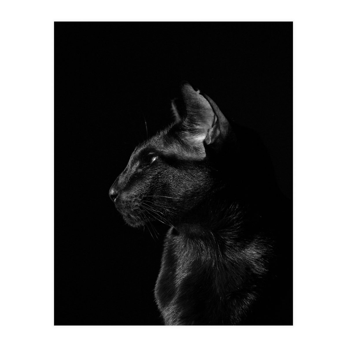 Black Cat (Print Only)