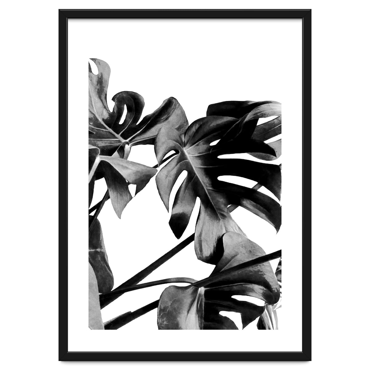 Monstera Black And White 06