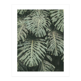 MONSTERA LEAVES (Print Only) thumbnail