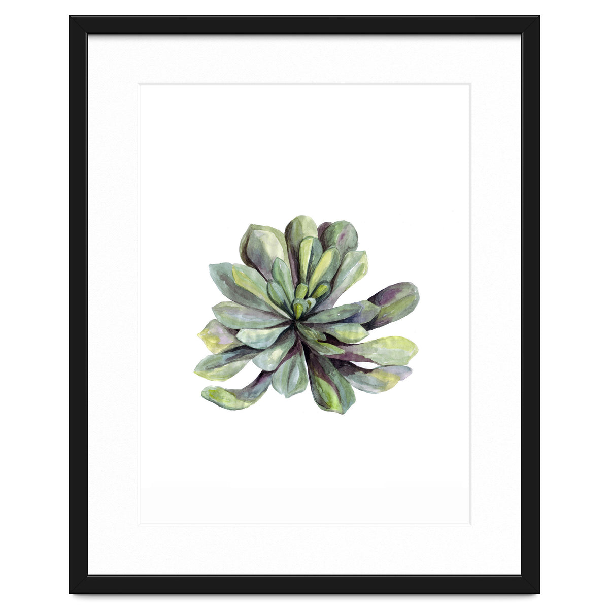 Botanical Illustration Succulent
