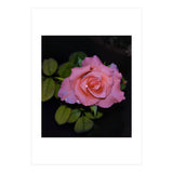Pink Dew Rose (Print Only) thumbnail