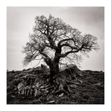 Gnarled Tree (Print Only) thumbnail