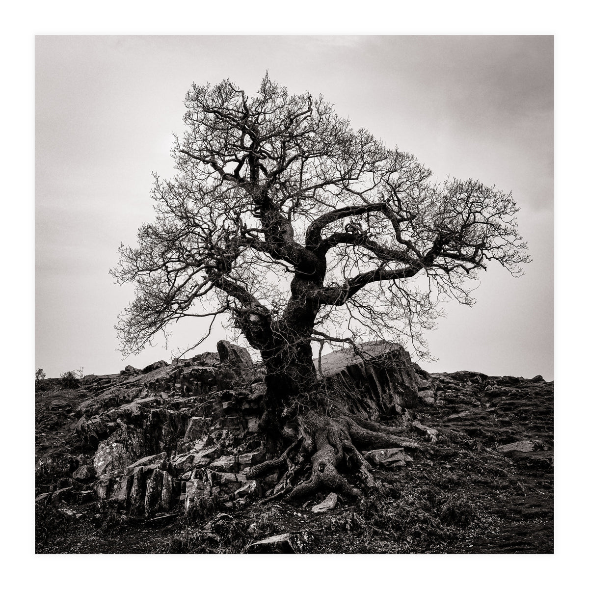 Gnarled Tree (Print Only)