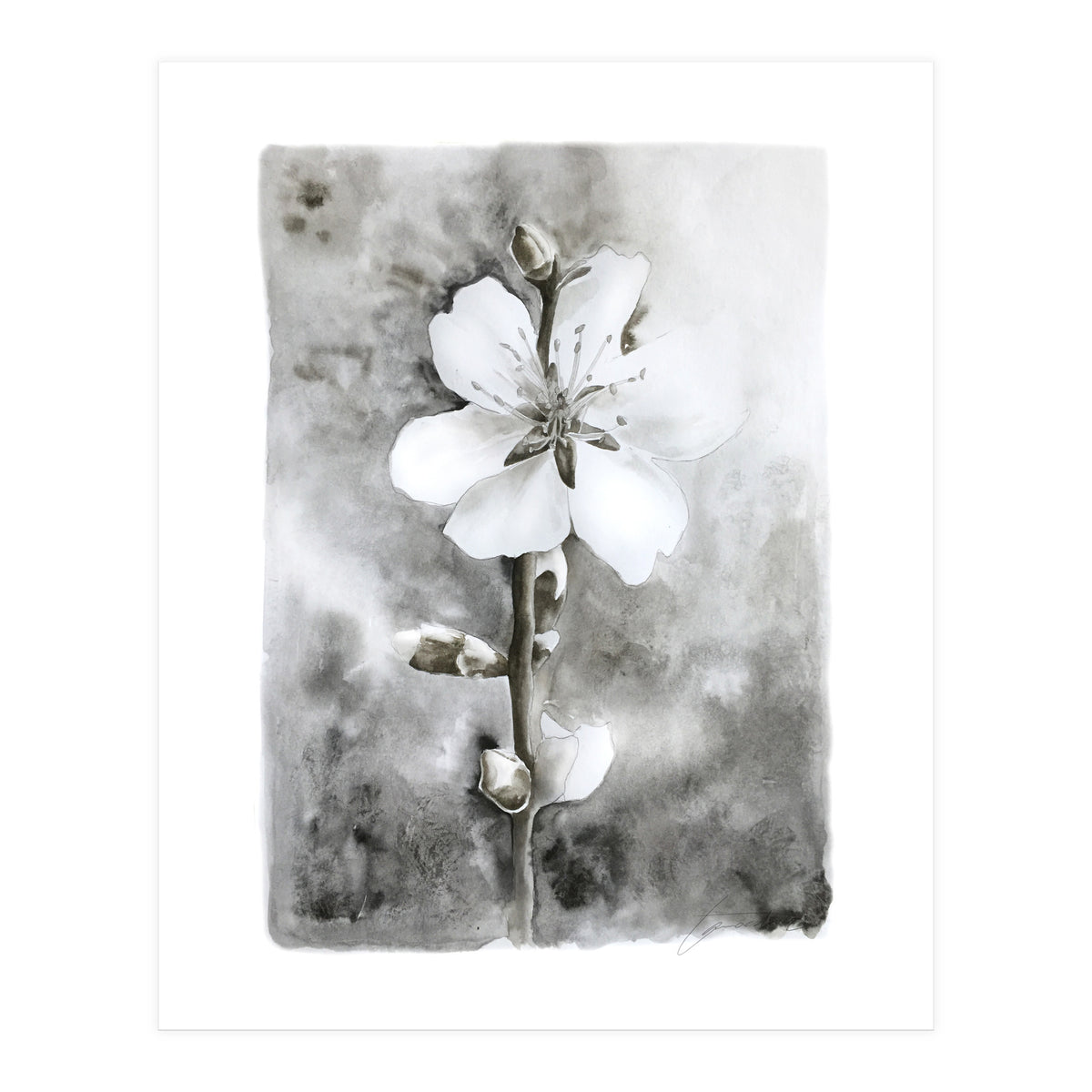 White flower (Print Only)