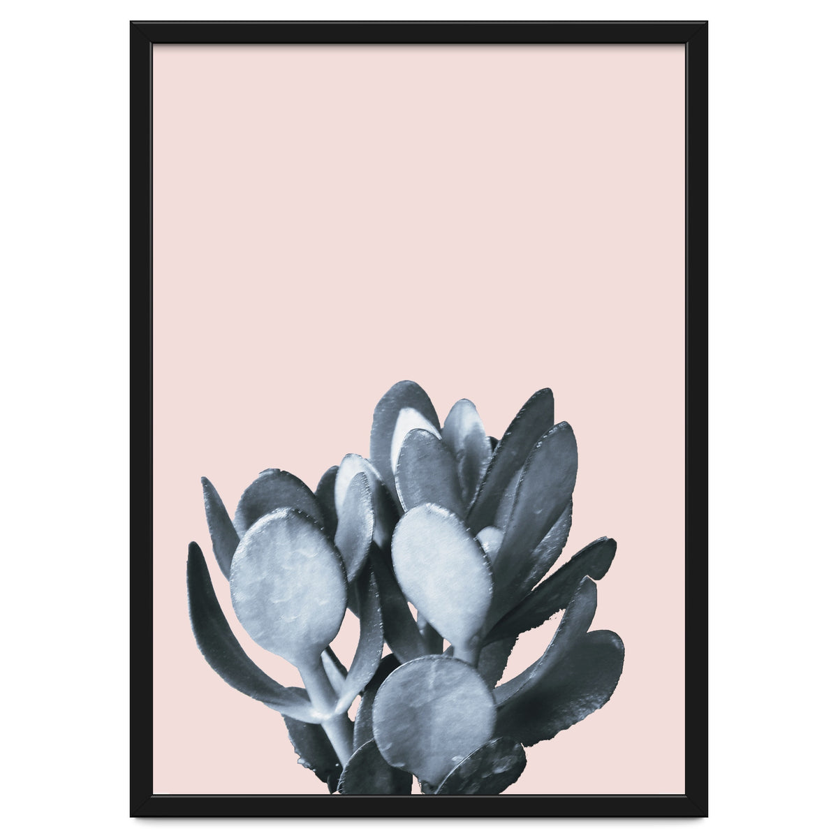 Cactus collection BL-II