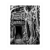 Ta Prohm Temple, Cambodia (Print Only) thumbnail