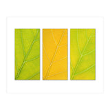 Autumn Leaves (Print Only) thumbnail