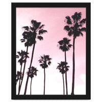 Palms & Sunset