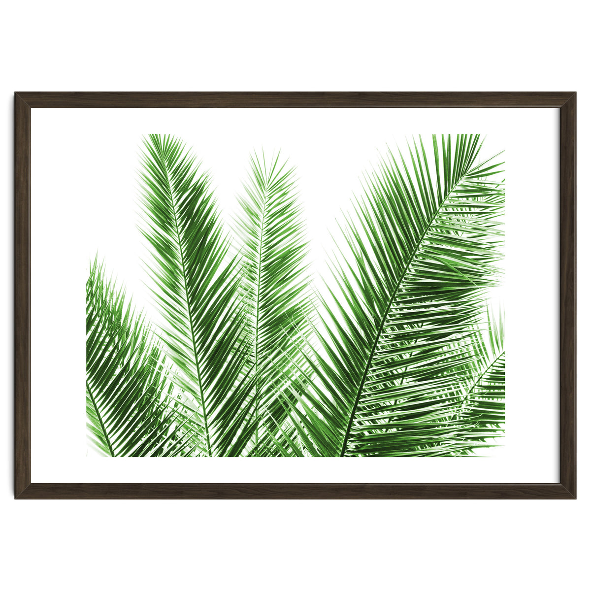 Palm Leaves