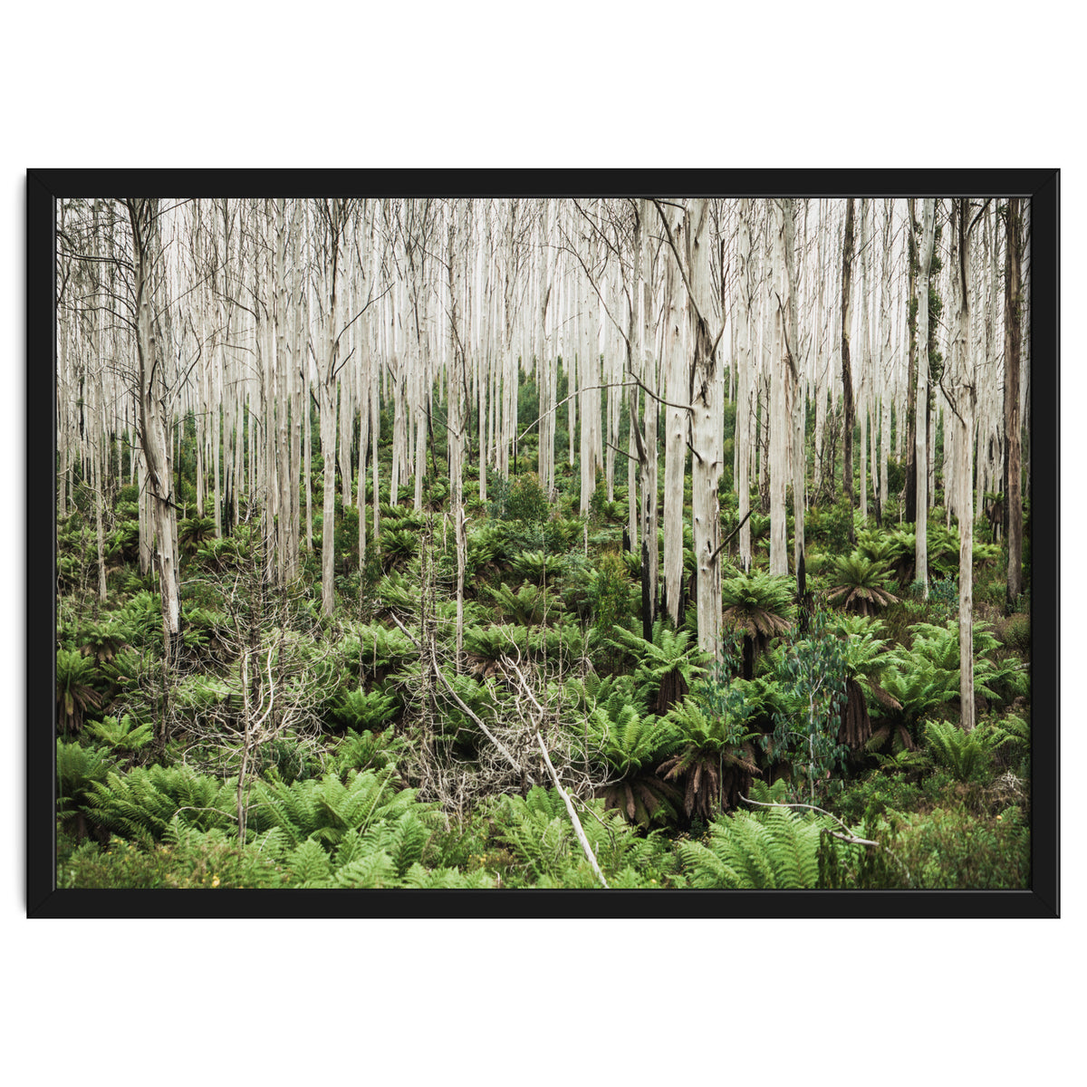 Forest After The Fire