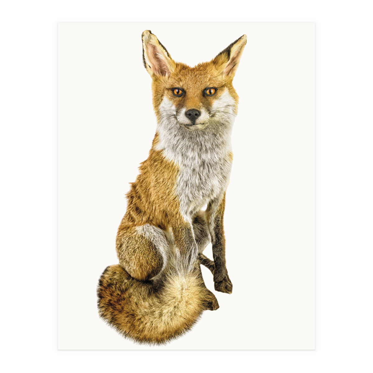 Cc Animal 03 (Print Only)