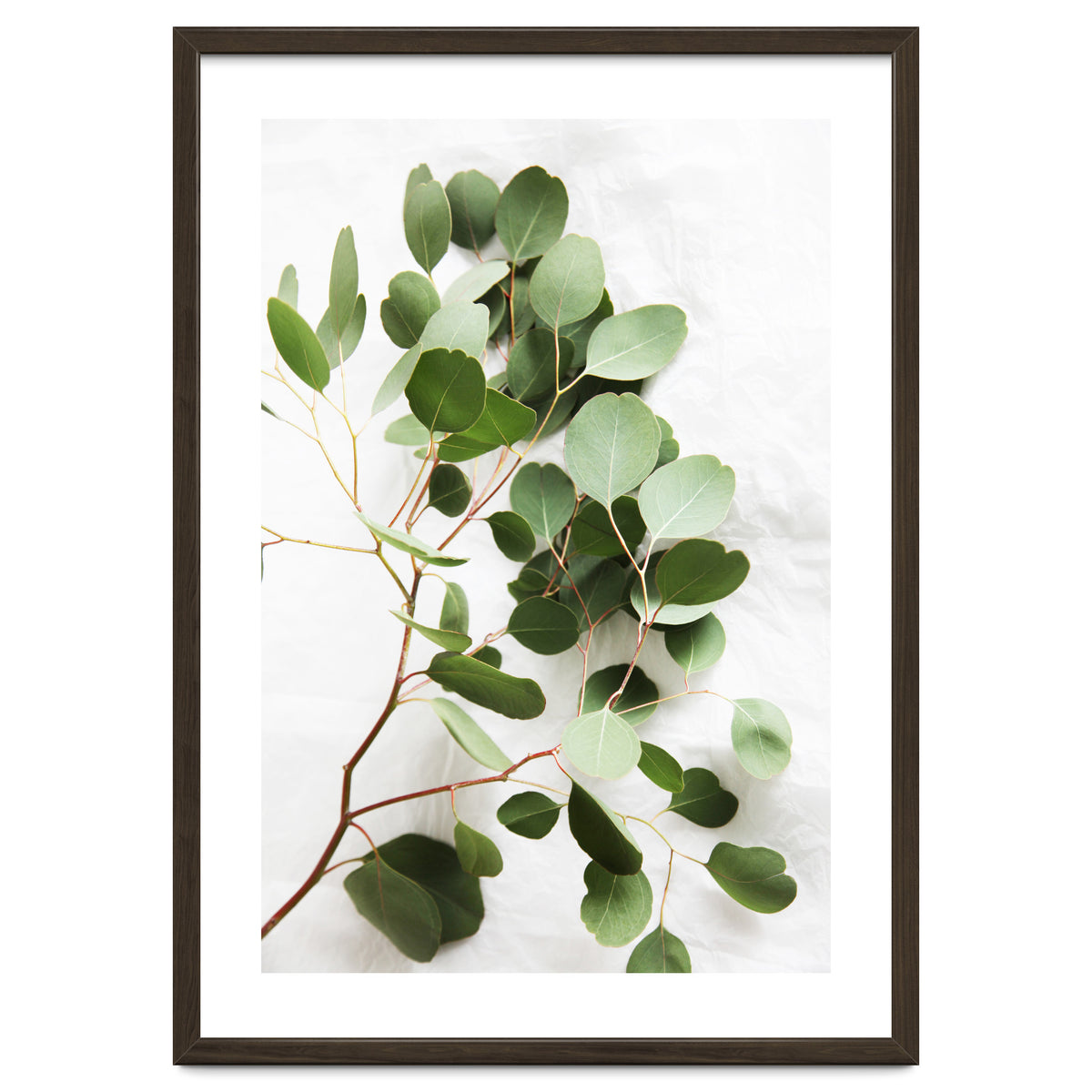 Eucalyptus