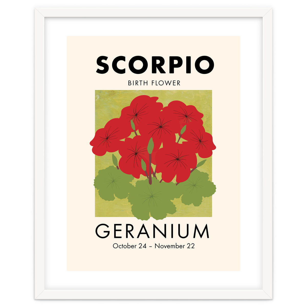 Scorpio Birth Flower Geranium