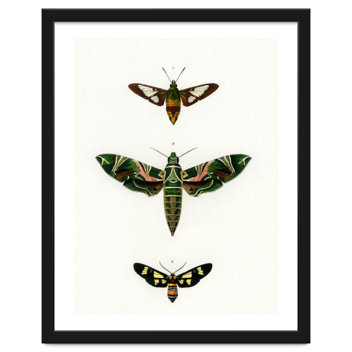 Different types of moths illustrated