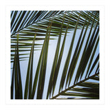 palm fronds (Print Only) thumbnail