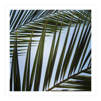 palm fronds (Print Only)