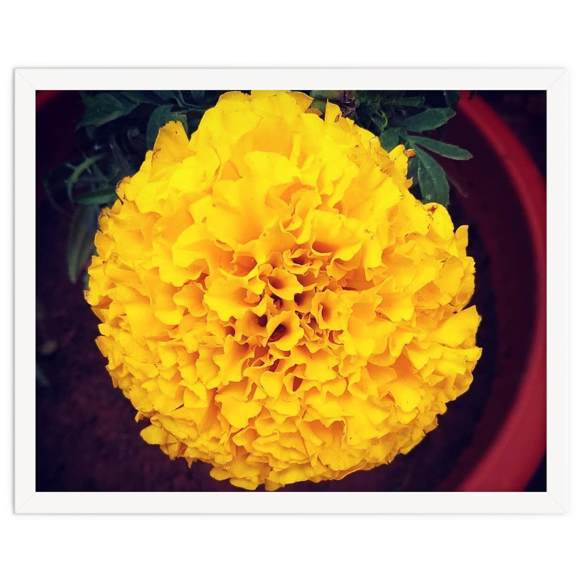 Yellow Chrysanthemum