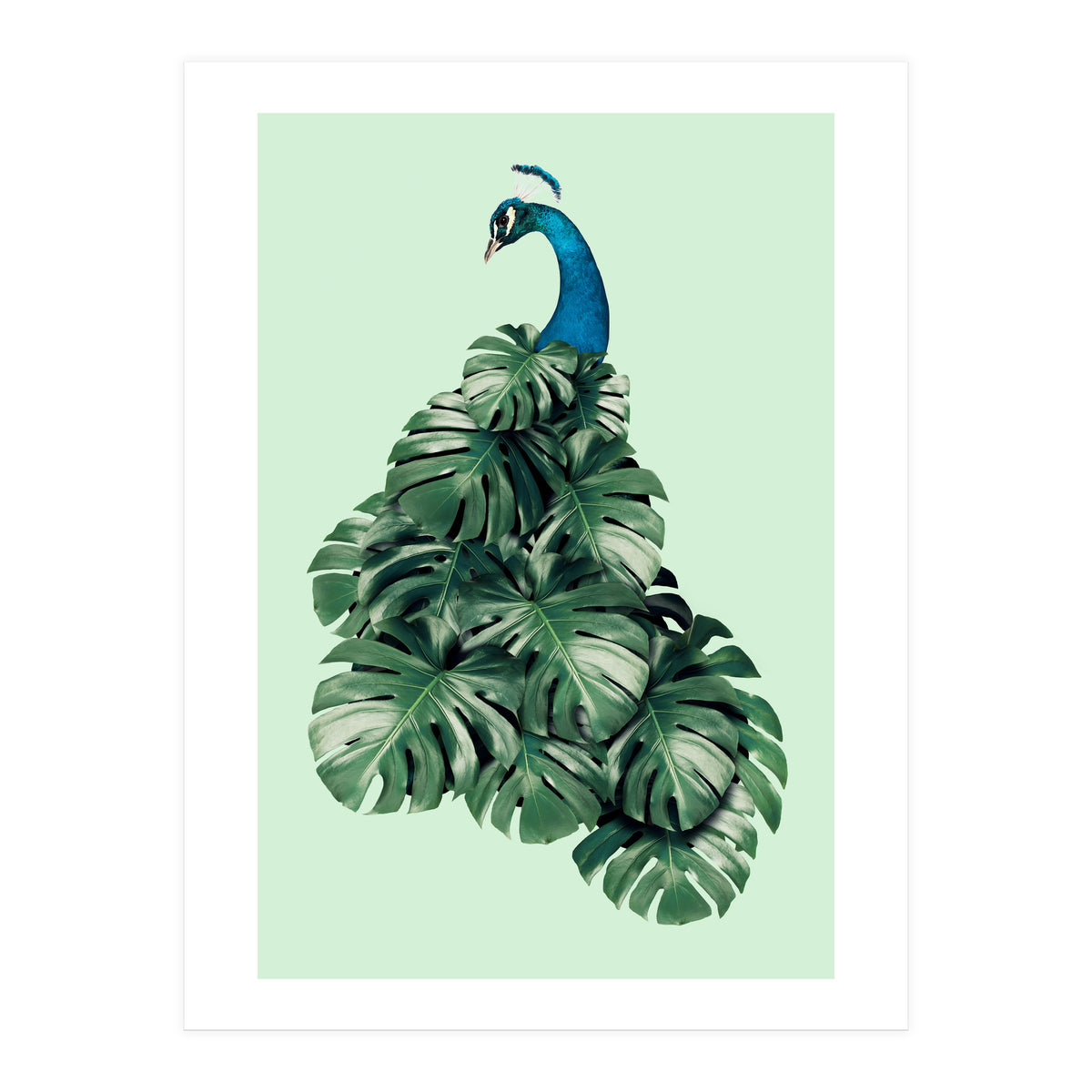 Monstera Bird (Print Only)