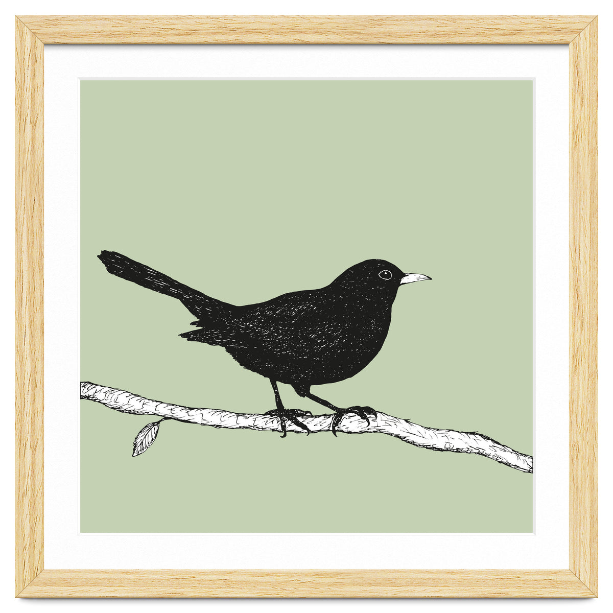 Blackbird pen drawing