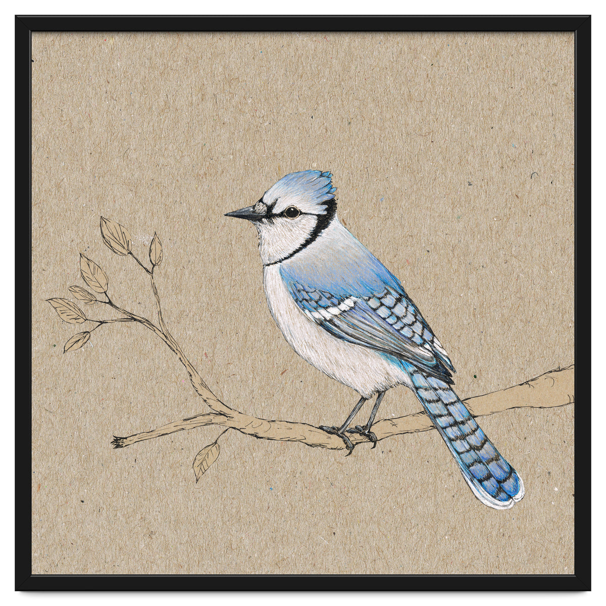 Blue jay
