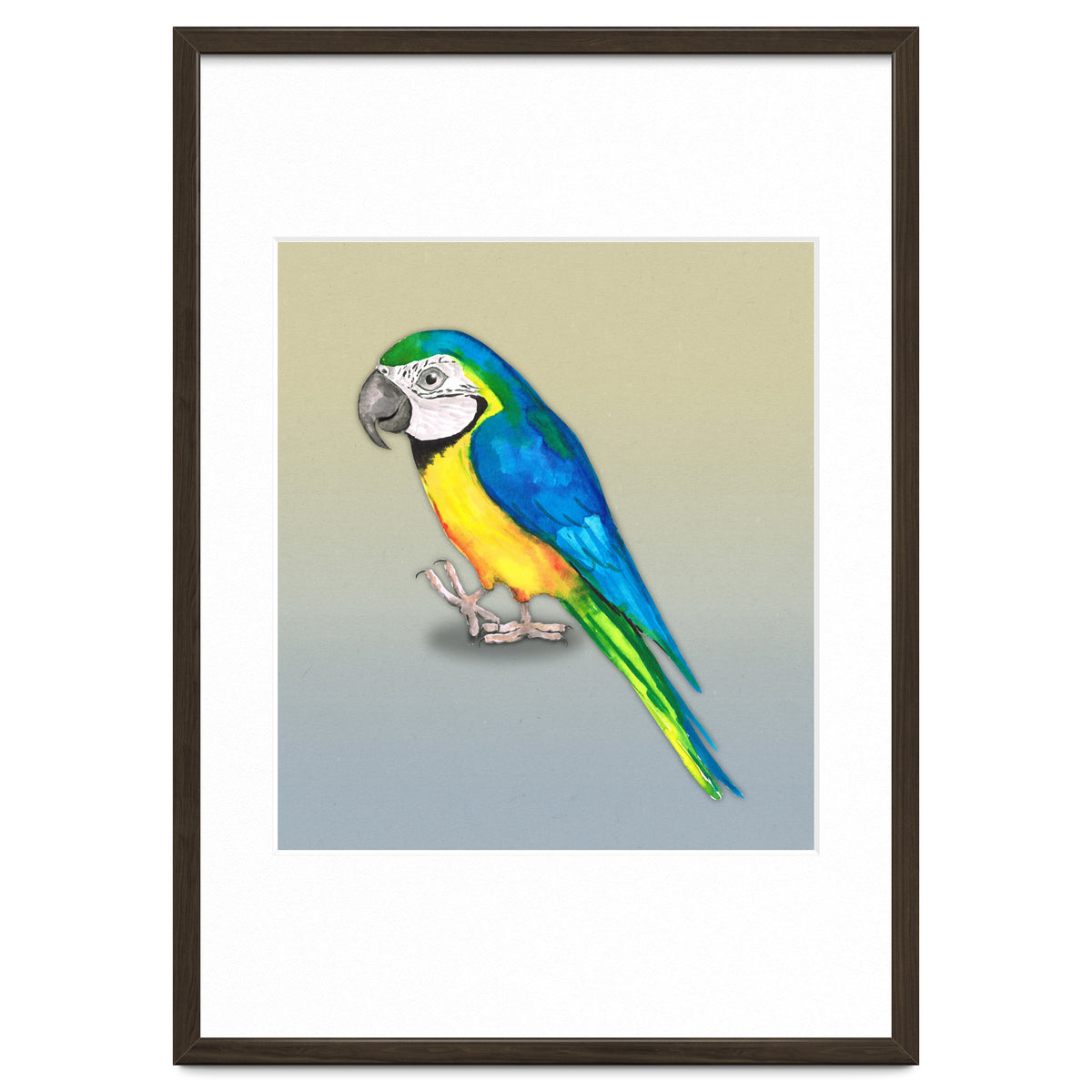 Blue and yellow macaw